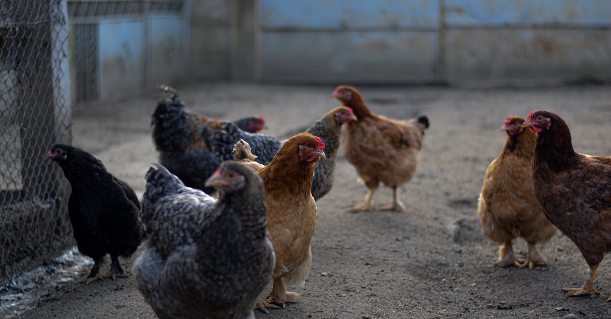 a group of hens roam freely in an open farmyard showcasing rural agriculture
