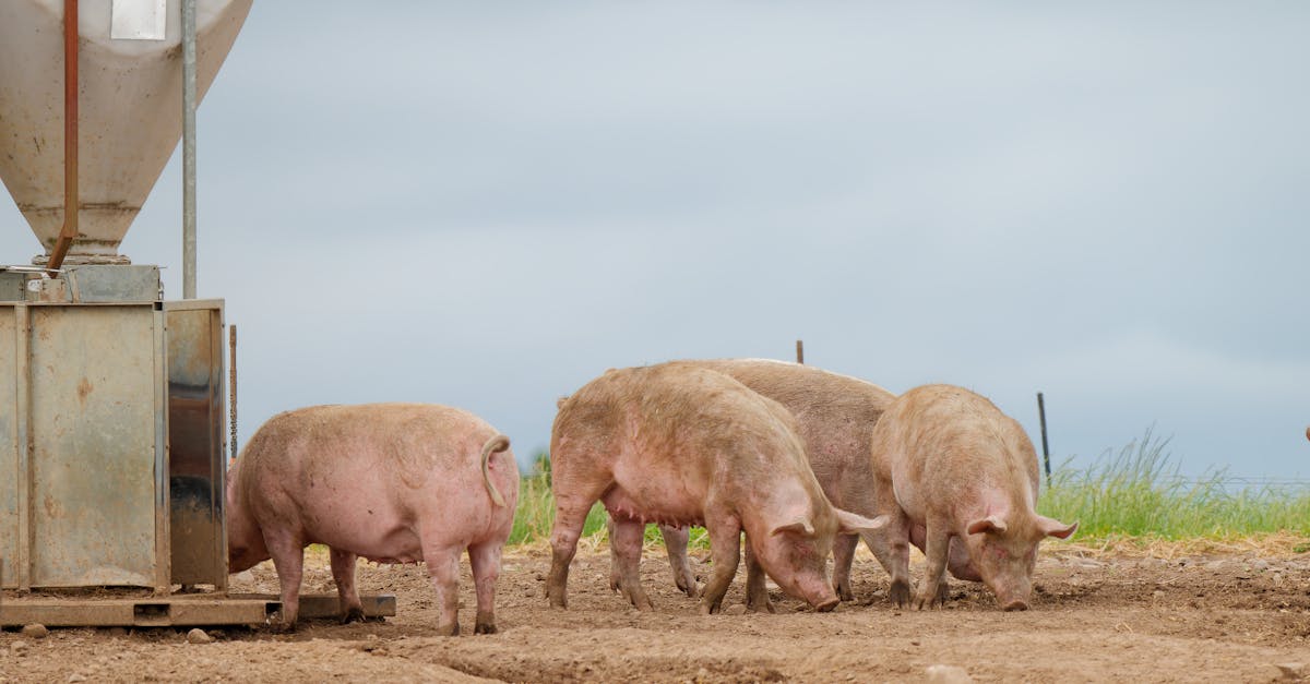 a group of pigs feeding next to a feeder on a farm captured in a rural outdoor setting