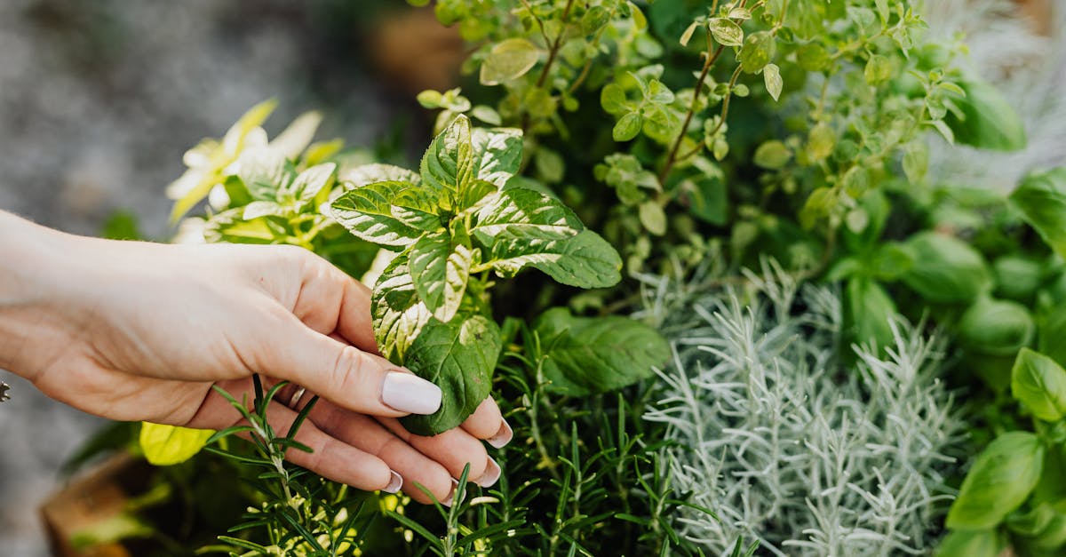 a hand delicately holds fresh herbs including mint and rosemary from a lush garden