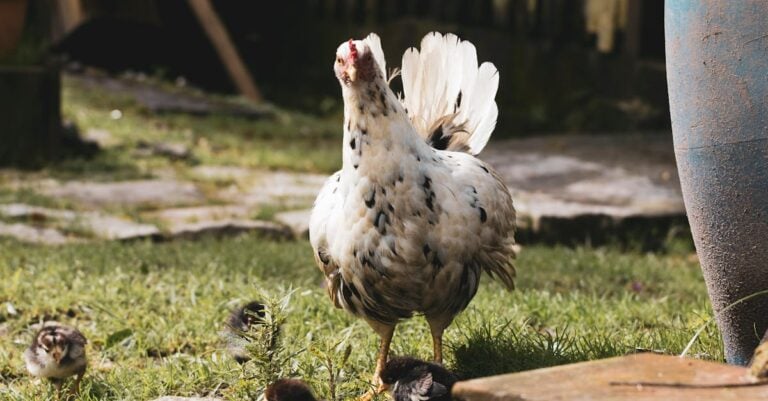 6 Best Egg Aprons for Small Backyard Flocks That Prevent Breakage