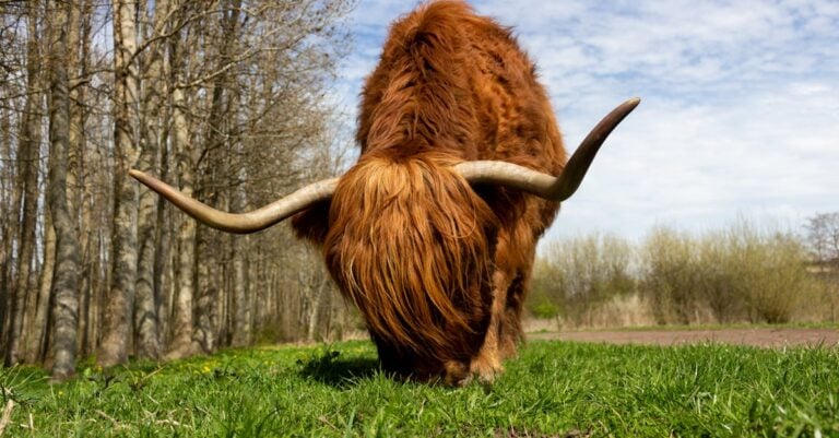 4 Best Treated Wood Posts for Long Lasting Cattle Fences That Last Decades