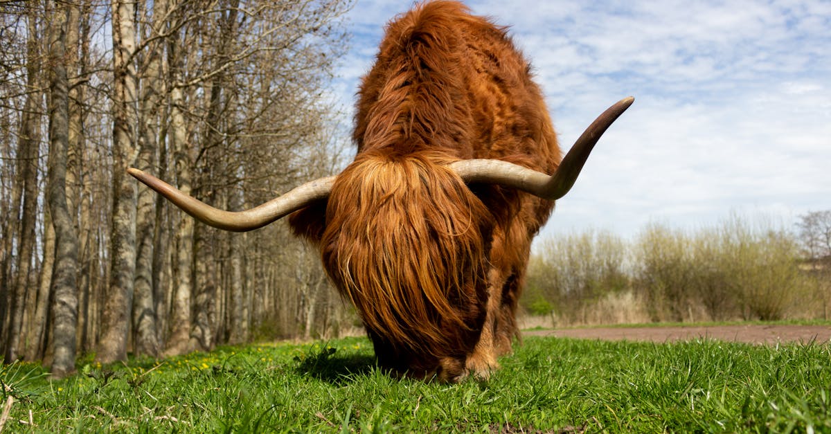 a highland cattle grazing in a lush green field in sneek netherlands