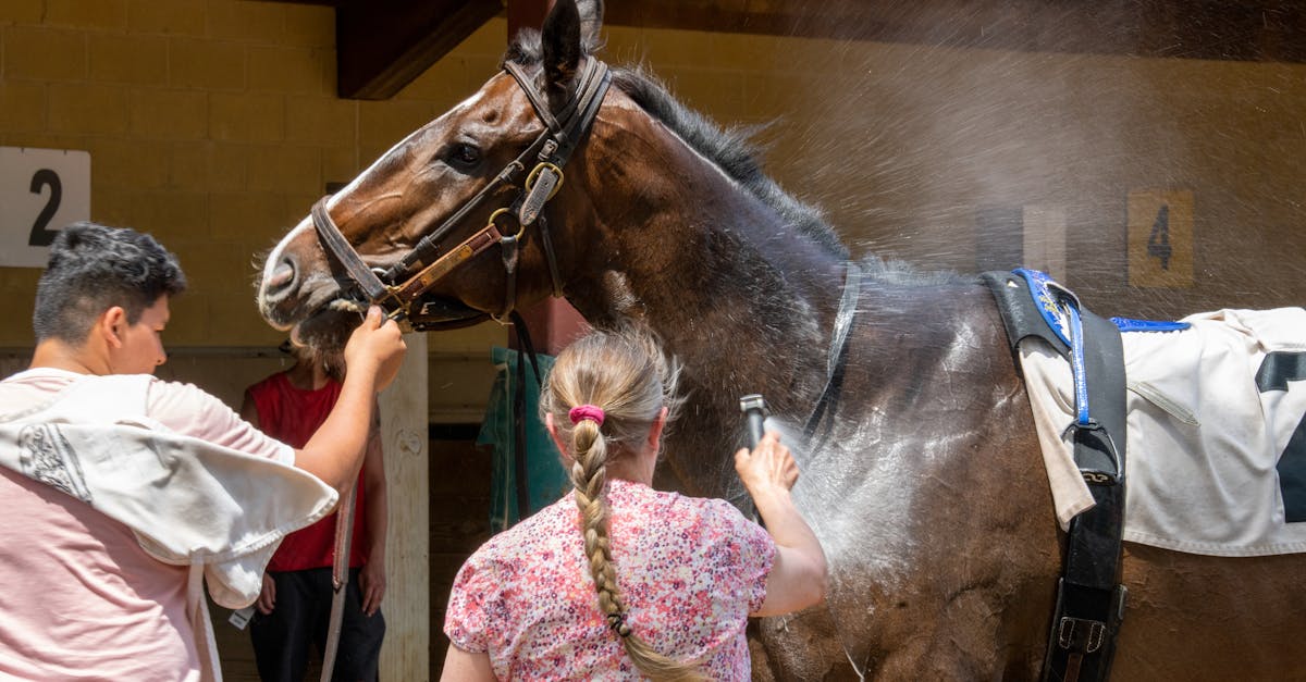 a horse being washed by two people outdoors on a sunny day at a farm in shakopee minnesota