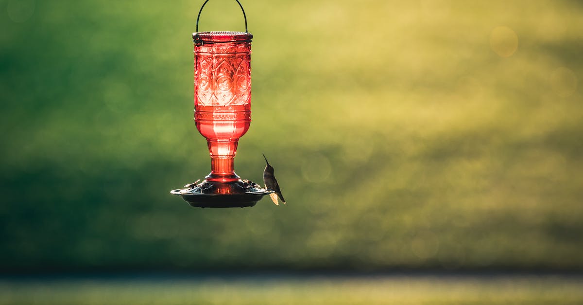 a hummingbird gracefully feeds from a vintage red glass lantern in a serene green backdrop 1