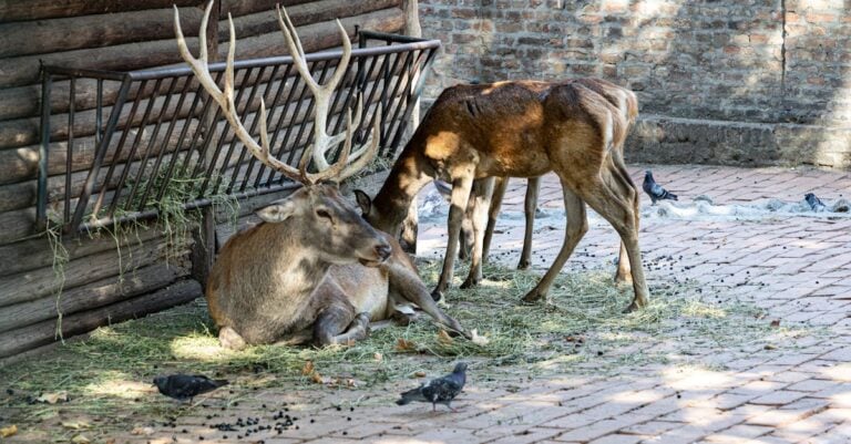 5 Best Deer Feeder Timers for Customizing Feed Times That Work