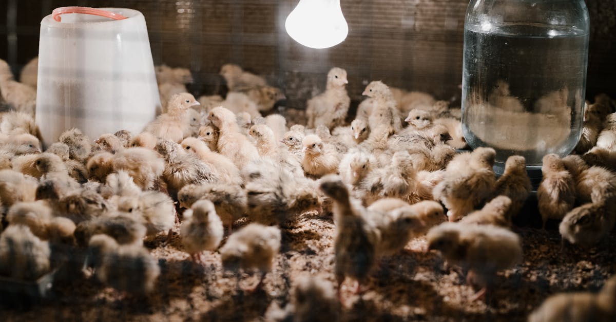 a large flock of chicks in an indoor brooder with a heat lamp water and feed