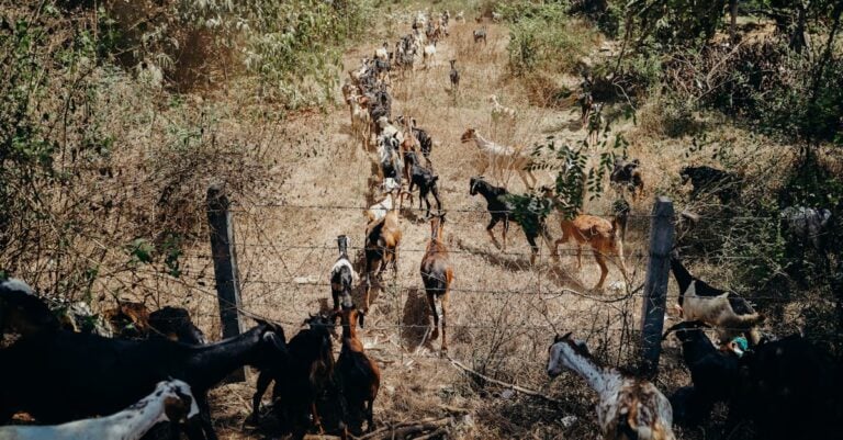 7 Best High Tensile Barbed Wire for Goat Pastures That Last Decades