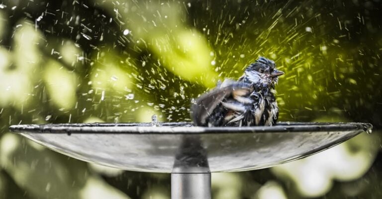 5 Best Bird Bath Water Treatments for Bird Health Without Chemicals