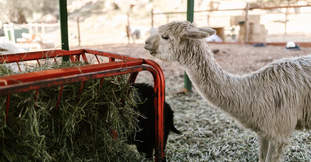 a llama stands beside a hay feeder on a sunny farm enjoying a meal