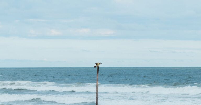 3 Best Pole Mounted Bird Feeders for Open Areas That Weather Any Storm