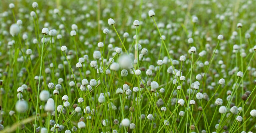 a lush field of white globe amaranth flowers in thua thien hue vietnam creating a serene summer sc