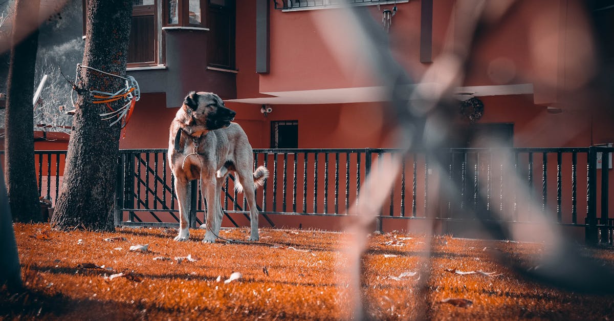 a majestic kangal dog stands in front of a house with a fence surrounded by trees