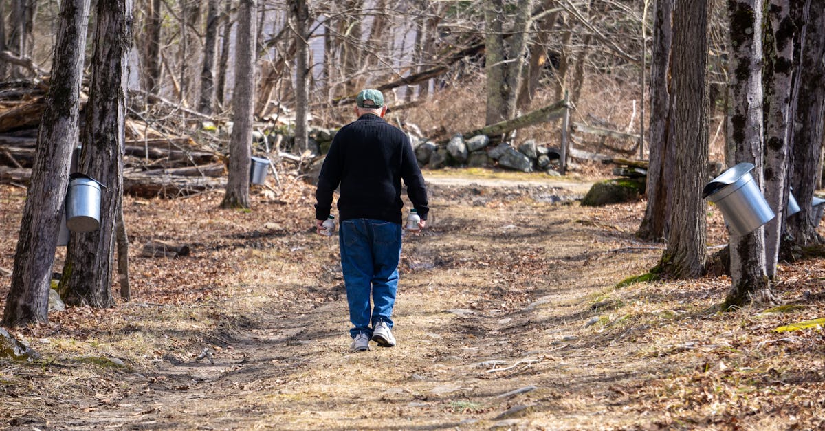 a man walks down a path during maple syrup season in a forest with sugar taps