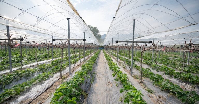 6 Best Greenhouse Trellises for Climbing Plants That Maximize Space