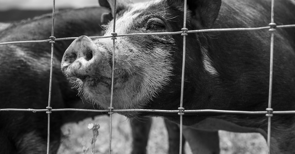 a monochrome close up of a pig behind a wire fence on a farm showcasing its curious nature