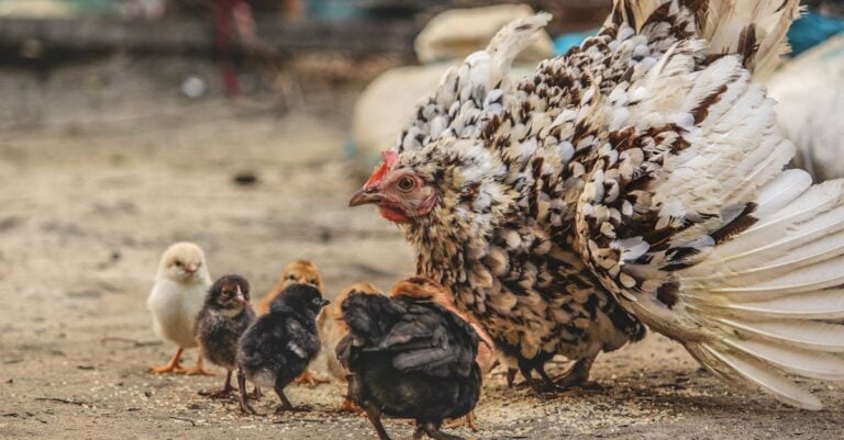 5 Best Enclosed Runs for Protecting Chickens That Prevent Predator Attacks