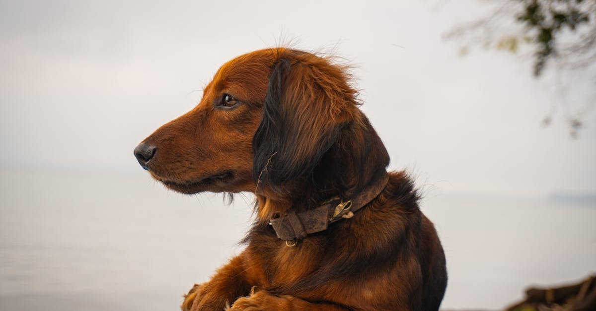 a peaceful brown dog resting by a calm lakeside enjoying the tranquility of nature