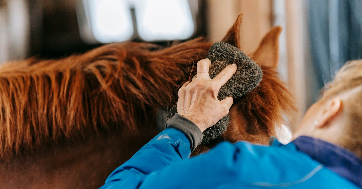 a person grooms a brown horse in a stable using a brush showcasing care and bonding