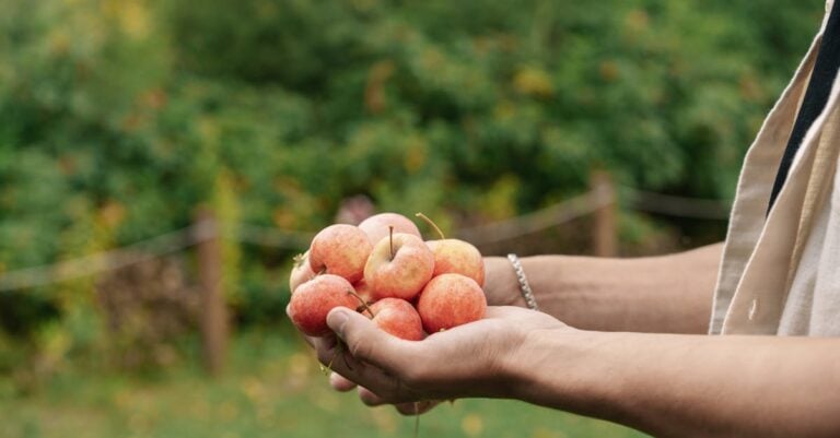 7 Best Neem Oil Concentrates for Small Fruit Trees That Work Naturally