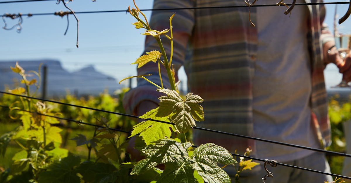 a person tending grapevines in a sunny vineyard showcasing agriculture beauty 1