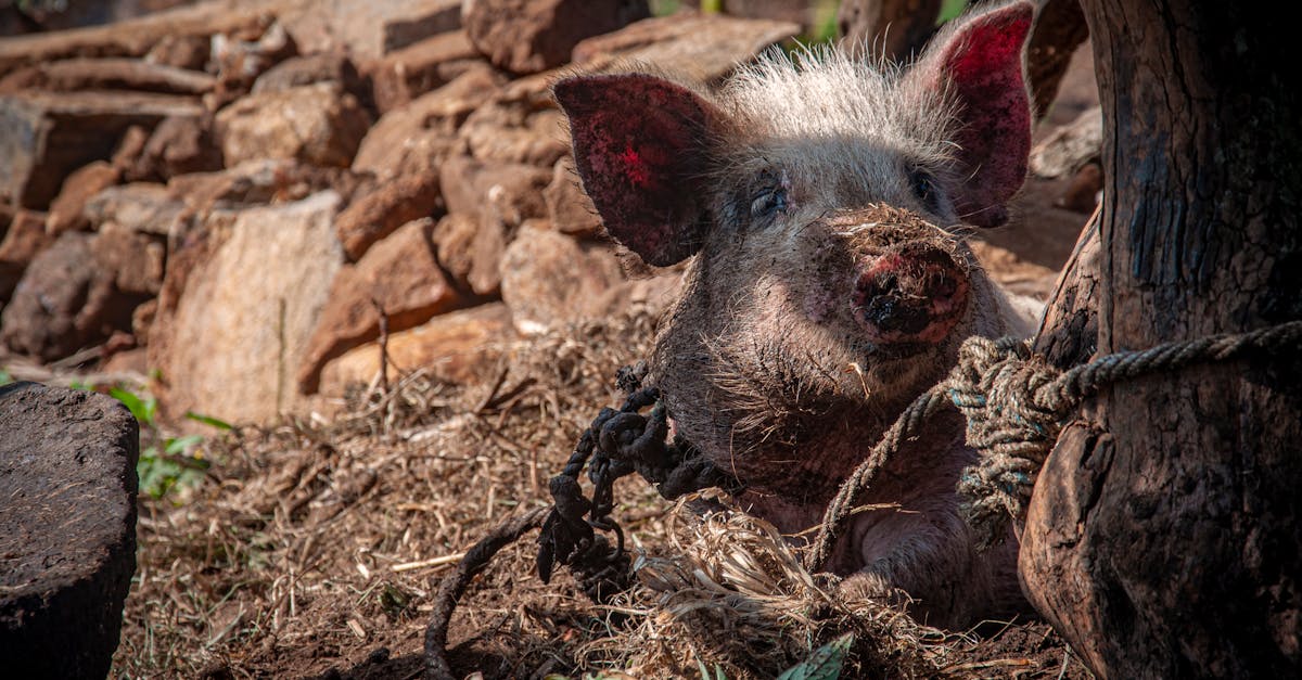 a pig tied with rope in a rural area surrounded by rocks and trees under sunlight