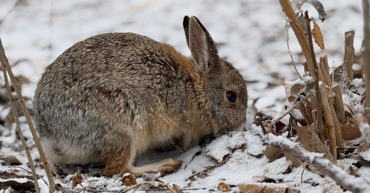 a rabbit foraging in a snowy forest showcasing winter wildlife