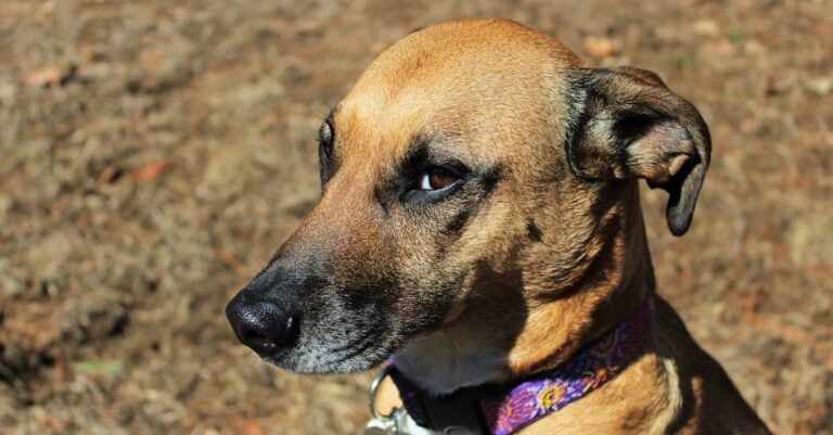 7 Best Weatherproof Fans for Outdoor Animal Shelters That Work