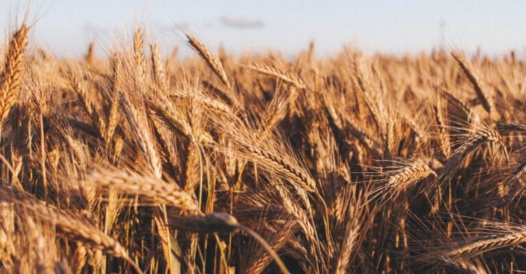 7 Best Grain Cover Tarps for Protecting Harvested Crops That Prevent Common Issues