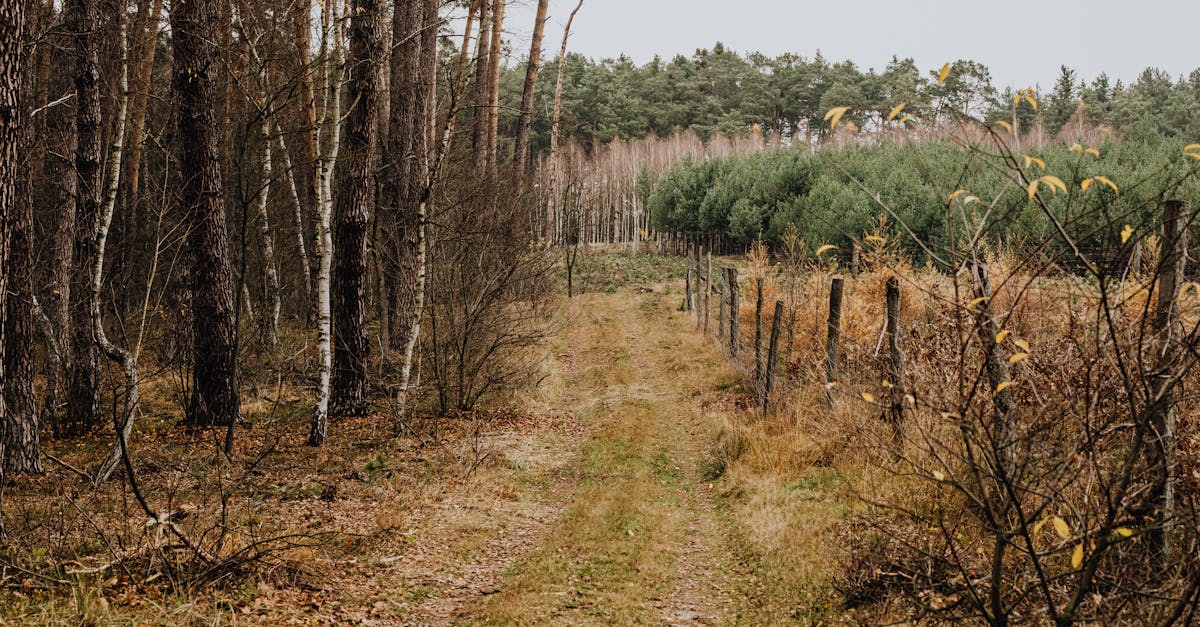 a scenic autumn pathway in the forest surrounded by pine and deciduous trees