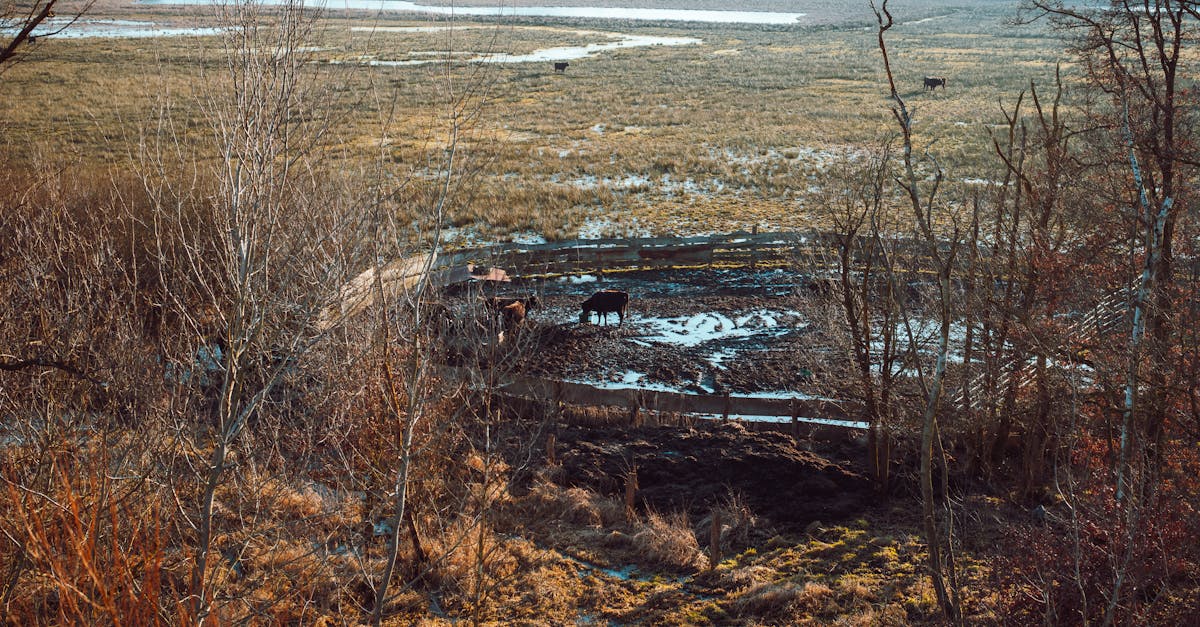 a scenic view of cattle grazing in a serene rural field during dusk