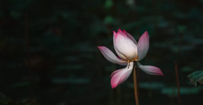 5 Best Submersible Pond Aerators for Quiet Operation That Preserve Tranquility