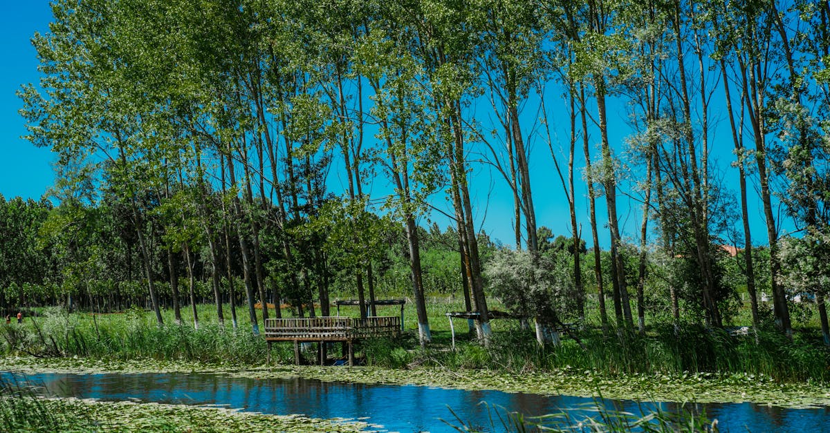 a serene creek surrounded by tall trees and lush vegetation under a clear blue sky