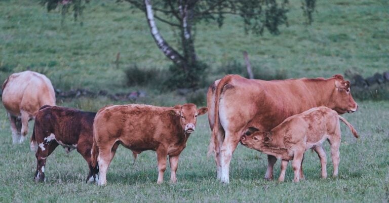 6 Best Organic Milk Replacer for Calves That Build Strong Health