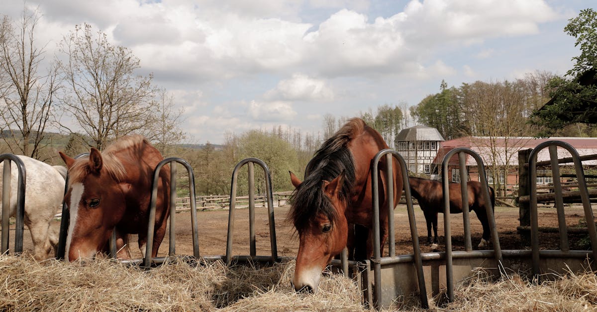 a serene scene of horses feeding on hay at a rural farm during a sunny day