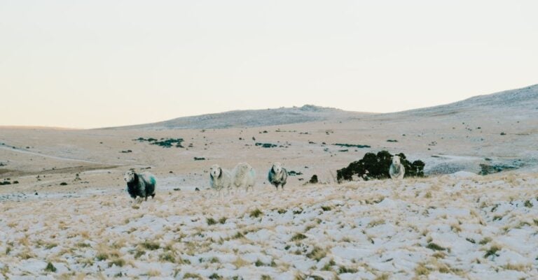 4 Best Sheep Trimming Stands for Cold Climates That Work Below Zero