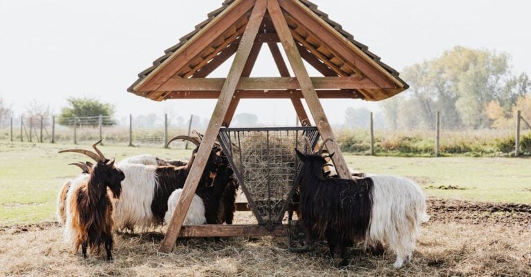 3 Best Dewormers for Goats on Organic Farms Without Chemicals