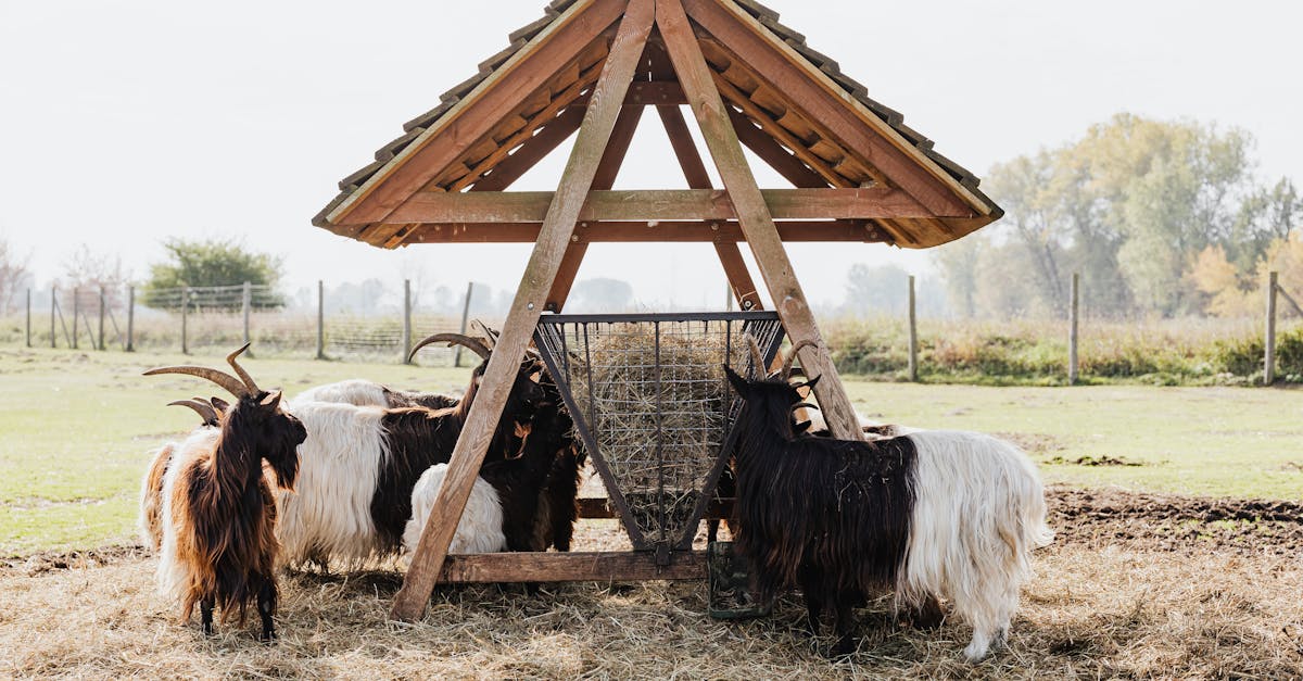 a serene scene of valais blackneck goats feeding at a wooden structure in a farm setting 1