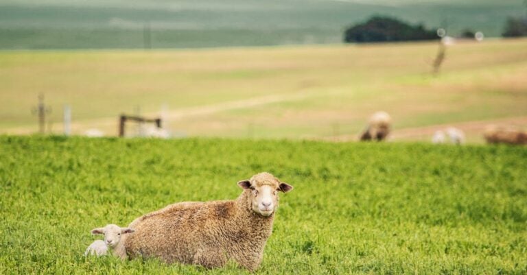 5 Best Pasture Fertilizers for Grazing Animals That Build Living Soil