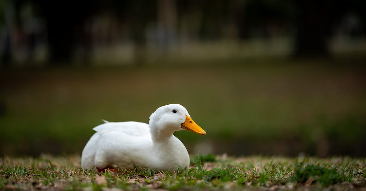 a serene white duck with orange beak resting on grass in a park setting