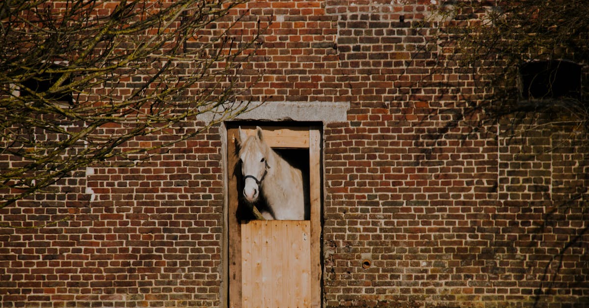 a serene white horse peeks out of a rustic brick barn doorway exuding rural charm