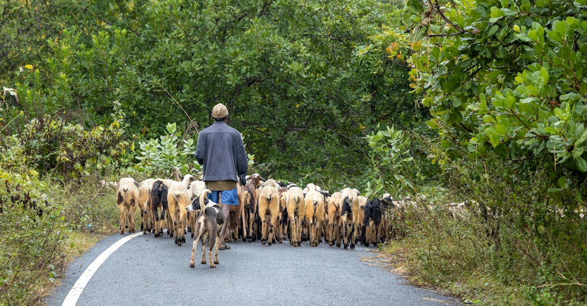 a shepherd with a herd of goats on a lush country road in boddam india