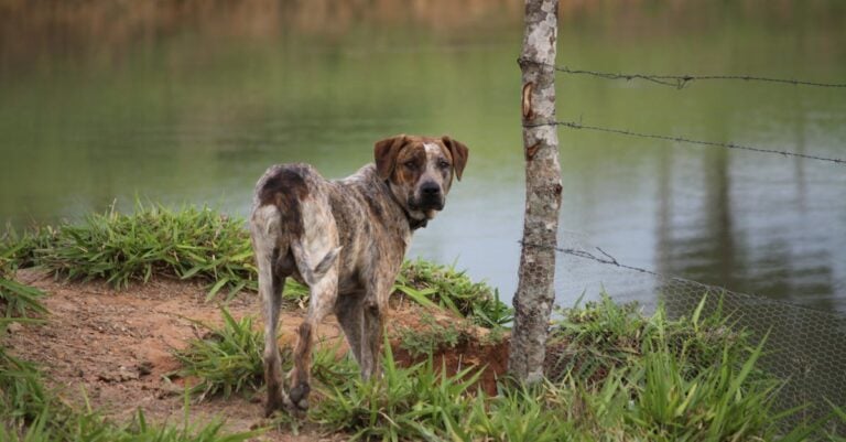 4 Best Humane Bark Control for Sensitive Farm Dogs That Work