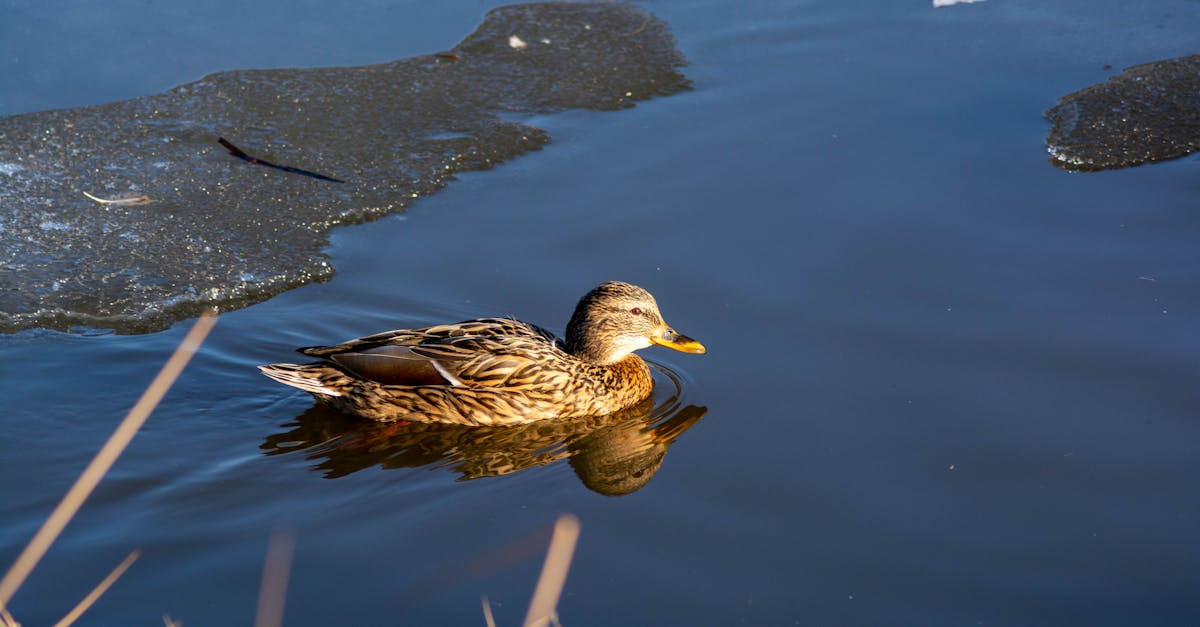 a solitary duck swimming in a partially frozen lake on a sunny winter day