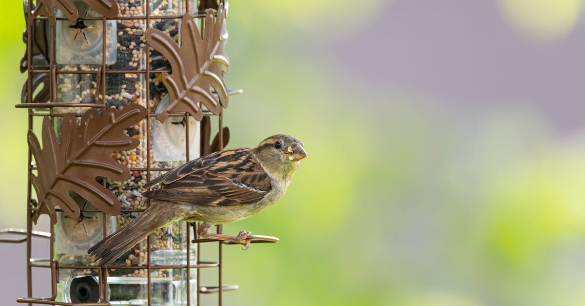 a sparrow perched on a decorative bird feeder in canonsburg pennsylvania during a sunny day