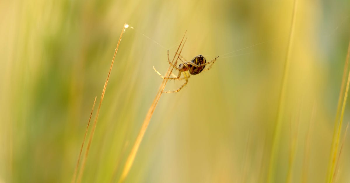 a spider hangs from its web in a field of golden grass bathed in early morning light