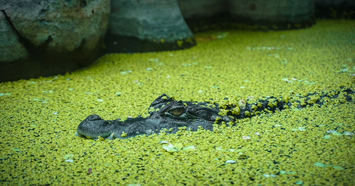 a stealthy crocodile camouflaged in a lake surrounded by green algae showcasing wildlife 1