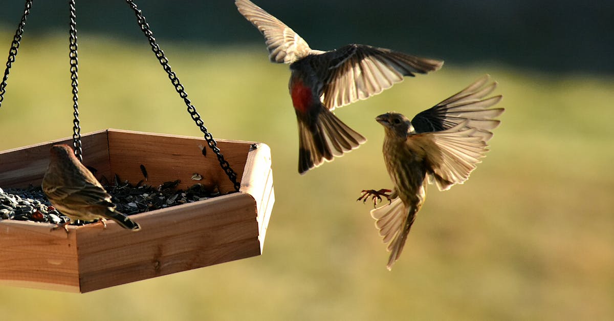 a stunning capture of vibrant finches flying around a wooden bird feeder in daylight