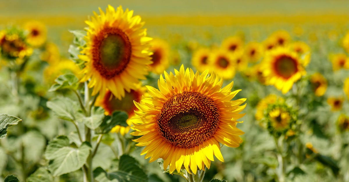 a stunning sunflower field under a sunny sky showcasing nature s vibrant colors and summer beauty