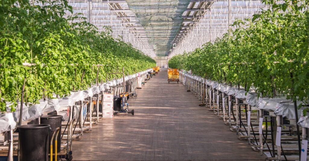 a sunlit greenhouse with vibrant rows of tomato plants growing under controlled conditions