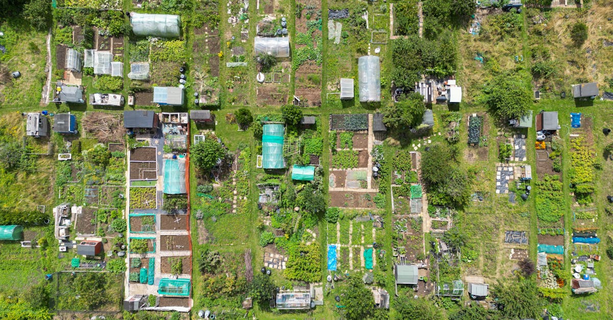 a top down view of vibrant allotment gardens in brighton showcasing diverse plant growth 3